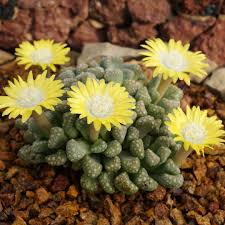 Image result for Xerophyta schlechteri