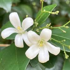 Image result for Murraya paniculata