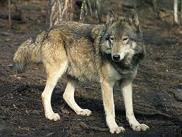 Steppe Wolf Wikipedia Wolf Wolf World Eurasian Wolf