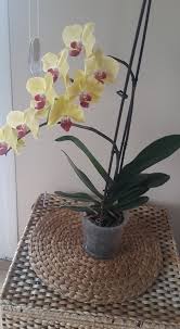 Orkide Bakimi Cogaltimi Saksi Degisimi Kurtarma Cicek Actirmasi Nasil Yapilir Orkideler Saksi Cicek