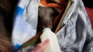 This pattern uses us stitch abbreviation. Australian Wildfires Knitters Around The Globe Unite To Knit Koala Mittens And Joey Pouches Gma