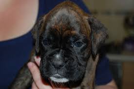 Ask questions and learn i have two beautiful akc sired registered boxers. 2 Black Masked Dark Brindle Boxer Puppies For Sale Pontefract West Yorkshire Pets4homes