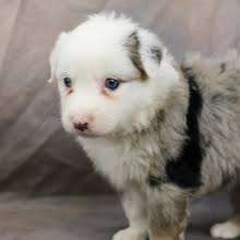 These beautiful pups were born on october 25th, 2020. Australian Shepherd Puppies For Sale Puppyspot