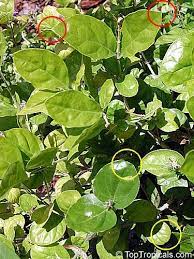 Jasmine Mistery Confusing Varieties Of Jasminum Sambac Toptropicals Com Jasminum Sambac Jasmine Plant Plant Leaves