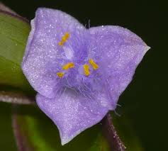 Image result for Cyanotis axillaris