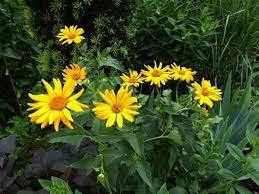 Scarica questa immagine gratuita di margherite gialle fiori dalla vasta libreria di pixabay di immagini e video di pubblico dominio. Doronico Margherita Gialla Doronicum