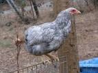 The Manx Rumpy Chicken Breed - Raising Chickens
