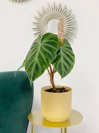 Image result for Viscum verrucosum