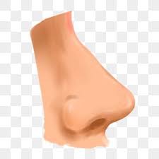 55 nose clip art images. Five Legged Organ Nose Quaternary Organs Nose Nose Bridge Png Transparent Clipart Image And Psd File For Free Download In 2021 Nose Clipart Drawing People Clip Art
