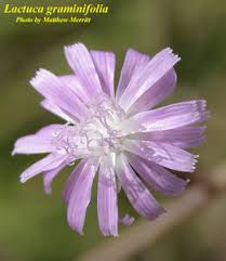 Image result for Lactuca ugandensis