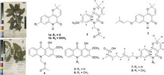 Image result for Vepris bremekampii