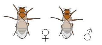 Die gene verhalten sich dabei nicht entsprechend der dritten mendelschen regel (unabhängigkeitsregel). Drosophila Als Versuchstier Fur Die Genetik Meinstein