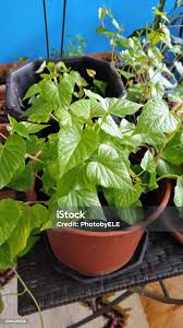 Image result for Ipomoea batatas pots