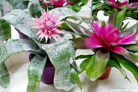 Houseplant with big pink flowers. Aechmea Plant Care Tips A Beautiful Bromeliad With The Pink Flower