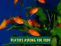 Why Is My Goldfish Laying On His Side At The Bottom Of His Tank? - Quora