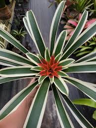 Image result for Droogmansia