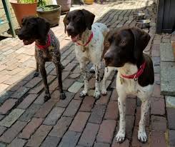 German shorthaired pointer information including personality, history, grooming, pictures, videos, and the akc breed standard. Meet Tess Rose German Shorthaired Pointer Rescue Pa Facebook