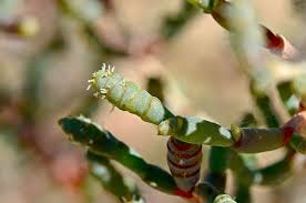 Image result for Halosarcia indica