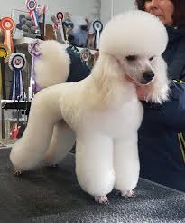 Doggrooming Poodle Haircut Dog Haircuts Dog Grooming