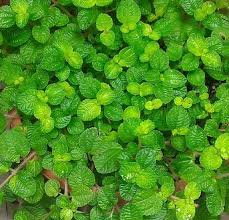 Image result for Pilea bambuseti