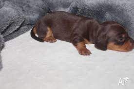 Miniature Sausage Dog Puppies For Sale Idardarjisamaj Com