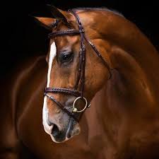 Equestrian Photography Hoofdstel Hoarders Welke Is Je Favoriet Bokt Nl Met Afbeeldingen Mooie Paarden Paarden Paardenfotografie