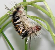 Some, however, are light bodied and look much like caterpillars of the whitemarked tussock moth, orgyia leucostigma. Hairy Black White Orange Caterpillar Euchaetes Egle Bugguide Net