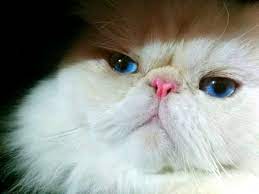 Richeys dad is a grand champion. Himalayan Cat Wikipedia