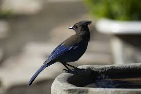 Birds Outside My Window Pin By Stega Doggie And Tree On Outside In 2020 The Outsiders Blue Jay Animals
