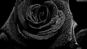 Feb 06, 2021 · wallpapers in ultra hd 4k 3840x2160, 1920x1080 high definition resolutions. Black Rose Wallpapers 4k Hd Black Rose Backgrounds On Wallpaperbat