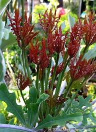 Image result for Cussonia sessilis