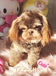 Perro shih tzu maltese shih tzu shih tzu puppy shih tzus teacup puppies cute puppies cute dogs dogs and puppies doggies. Takaoka Imperial Mini Shih Tzu Deutschland