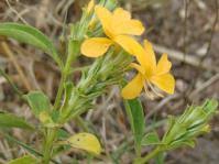 Image result for Barleria holubii