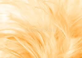 Check spelling or type a new query. Gold Feathers Stock Illustrations 4 627 Gold Feathers Stock Illustrations Vectors Clipart Dreamstime