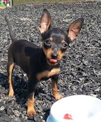 It's important to know what you're getting into if you decide to own one of each of these dogs due to these differences. Imagefind Images And Videos On We Heart It The App To Get Lost In What You Love Miniature Pinscher Puppy Doberman Pinscher Puppy Miniature Doberman Pinscher