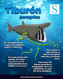 We did not find results for: Revista Selecciones Mexico En Twitter Tiburon Peregrino