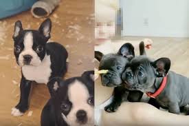All information is believed to be accurate but is not guaranteed by lancaster puppies ®. Boston Terrier Vs French Bulldog See Difference With Pictures