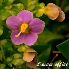 Image result for Exacum oldenlandioides