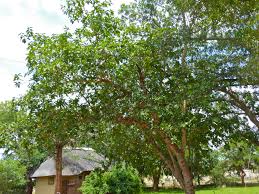 Image result for Ficus sansibarica
