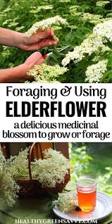 Maybe you would like to learn more about one of these? What Is Elderflower Elderflower Benefits Recipes