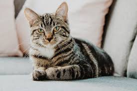 Semua gambar kucing comel manja gebu dan lucu termasuk kalendar kucing ini boleh digunakan oleh sesiapa sahaja untuk koleksi peribadi tetap. Berkat Beri Makan Kucing Jalanan Di Makkah Madinah Jemaah Haji Selalu Dapat Tempat Solat Dekat Kaabah Kashoorga
