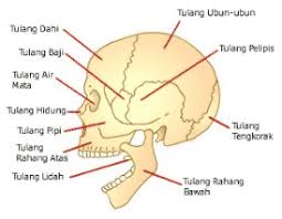 Fungsi rangka pada manusia adalah sebagai berikut: Sistem Gerak Pada Manusia Rangkuman Makalah Dan Fungsinya