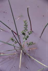 Image result for Burnatia enneandra