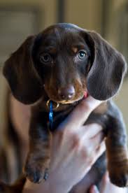 The brown dog tick gets its common name from its overall reddish brown color, and because it is commonly found on domestic dogs. Dachshund Dog Breed 101 Info Puppies Training More Dachshund Joy