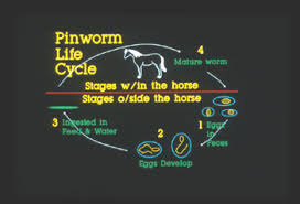 Image result for Pinworm