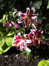 Lys Asiatique Lys Asiatiques Fleurs Lys