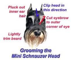 Grooming For Miniature Schnauzer Goldenacresdogs Com
