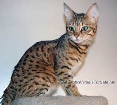 The savannah pet is characterized by different behavioral patterns. Savannahs For Sale