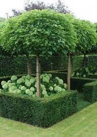 Best Trees For Pots Nz Google Search Hedge Garden Outdoor Landscaping Garden Design