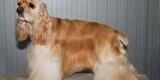 Image result for americký kokršpaněl